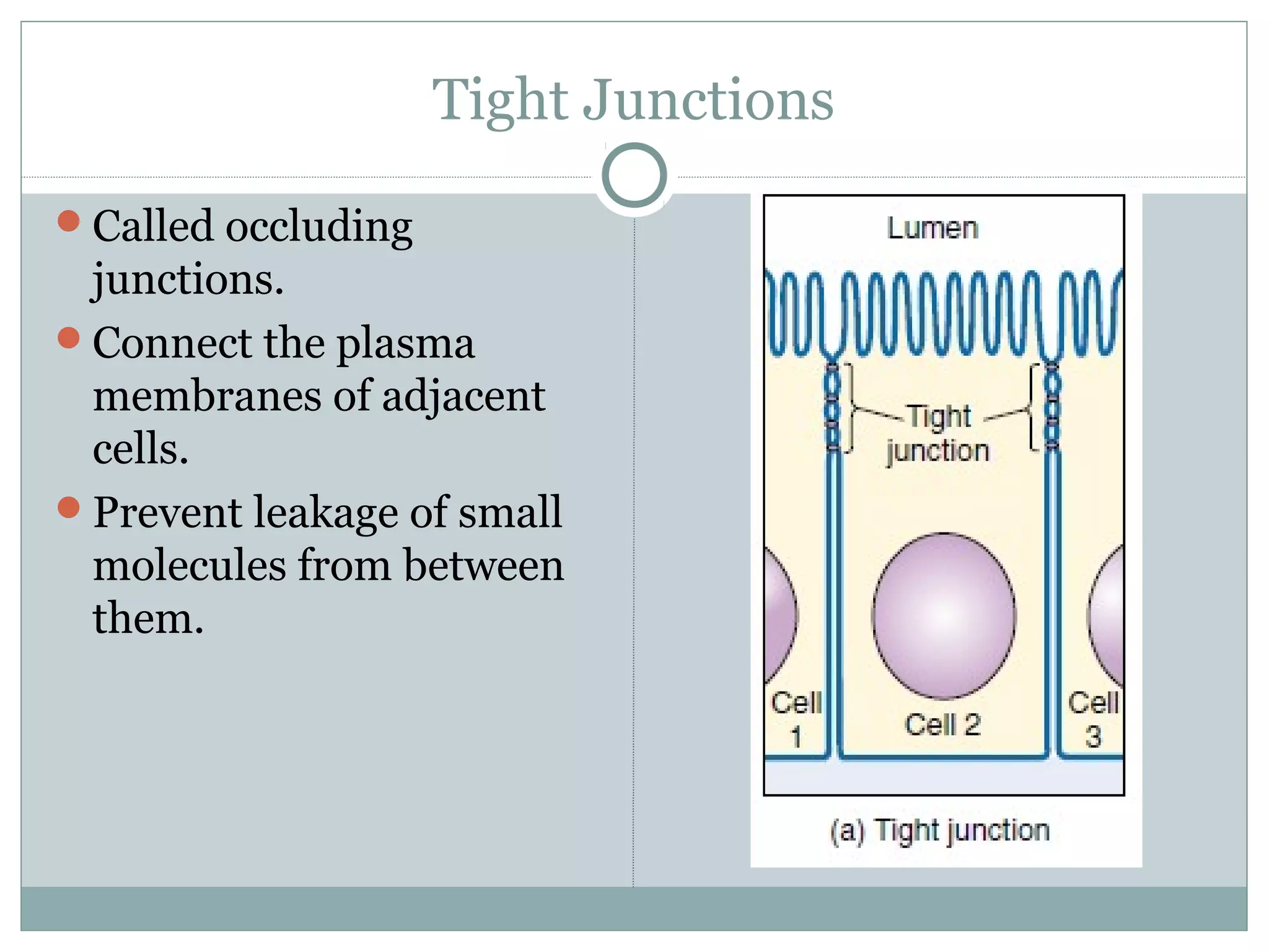 Tight Junctions
Called occluding
junctions.
Connect the plasma
membranes of adjacent
cells.
Prevent leakage of small
molecules from between
them.
 