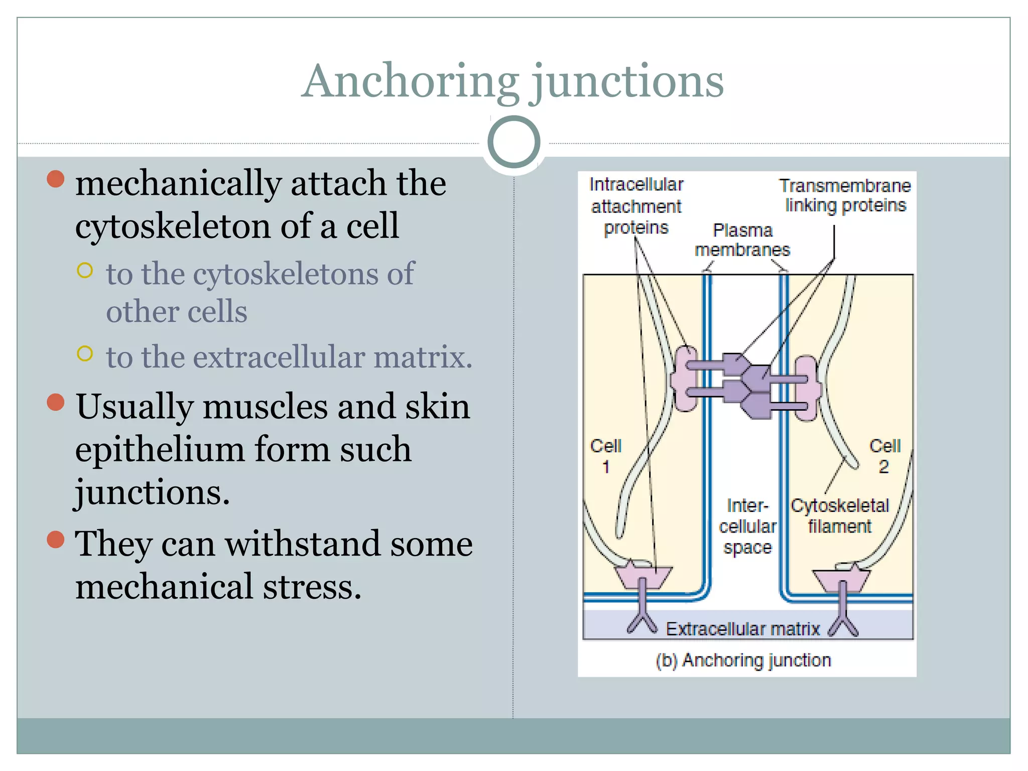 Anchoring junctions
mechanically attach the
cytoskeleton of a cell
 to the cytoskeletons of
other cells
 to the extracellular matrix.
Usually muscles and skin
epithelium form such
junctions.
They can withstand some
mechanical stress.
 