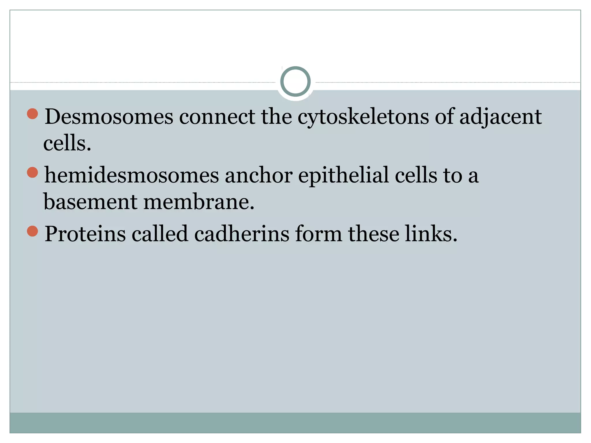 Desmosomes connect the cytoskeletons of adjacent
cells.
hemidesmosomes anchor epithelial cells to a
basement membrane.
Proteins called cadherins form these links.
 