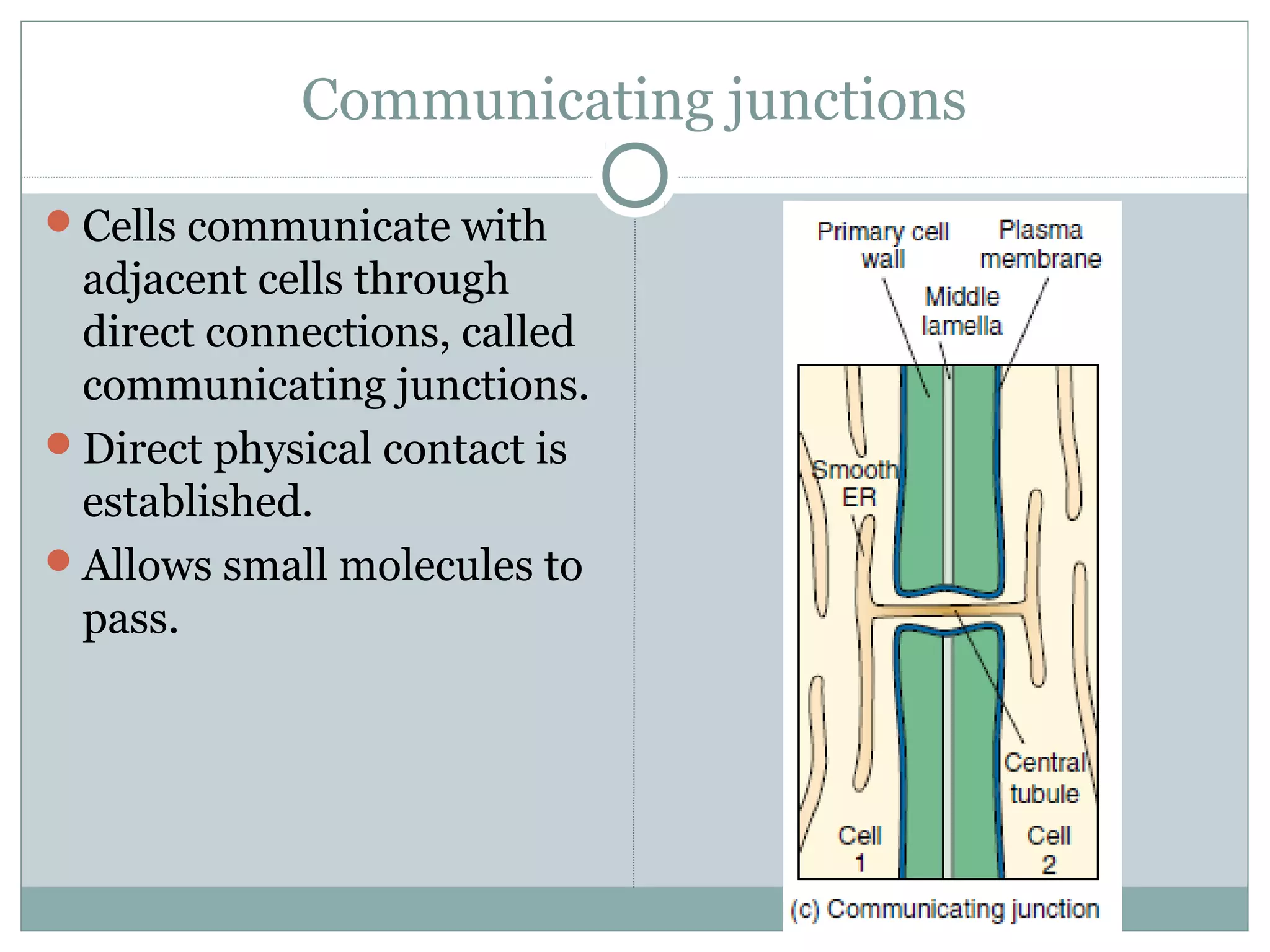 Communicating junctions
Cells communicate with
adjacent cells through
direct connections, called
communicating junctions.
Direct physical contact is
established.
Allows small molecules to
pass.
 