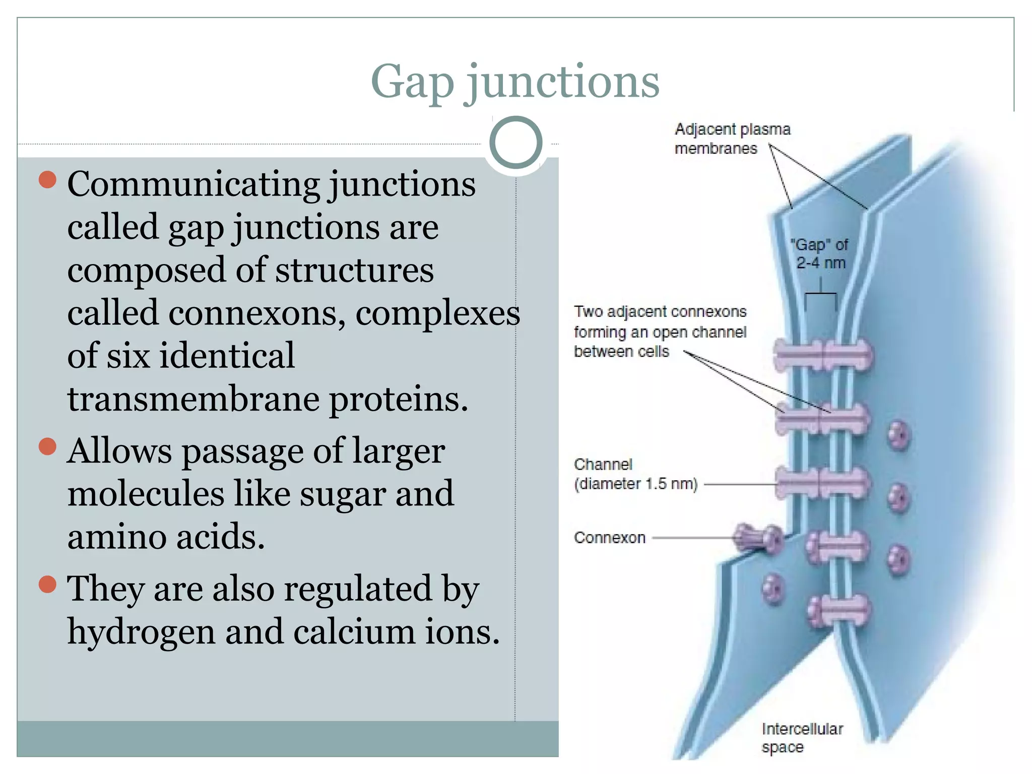 Gap junctions
Communicating junctions
called gap junctions are
composed of structures
called connexons, complexes
of six identical
transmembrane proteins.
Allows passage of larger
molecules like sugar and
amino acids.
They are also regulated by
hydrogen and calcium ions.
 
