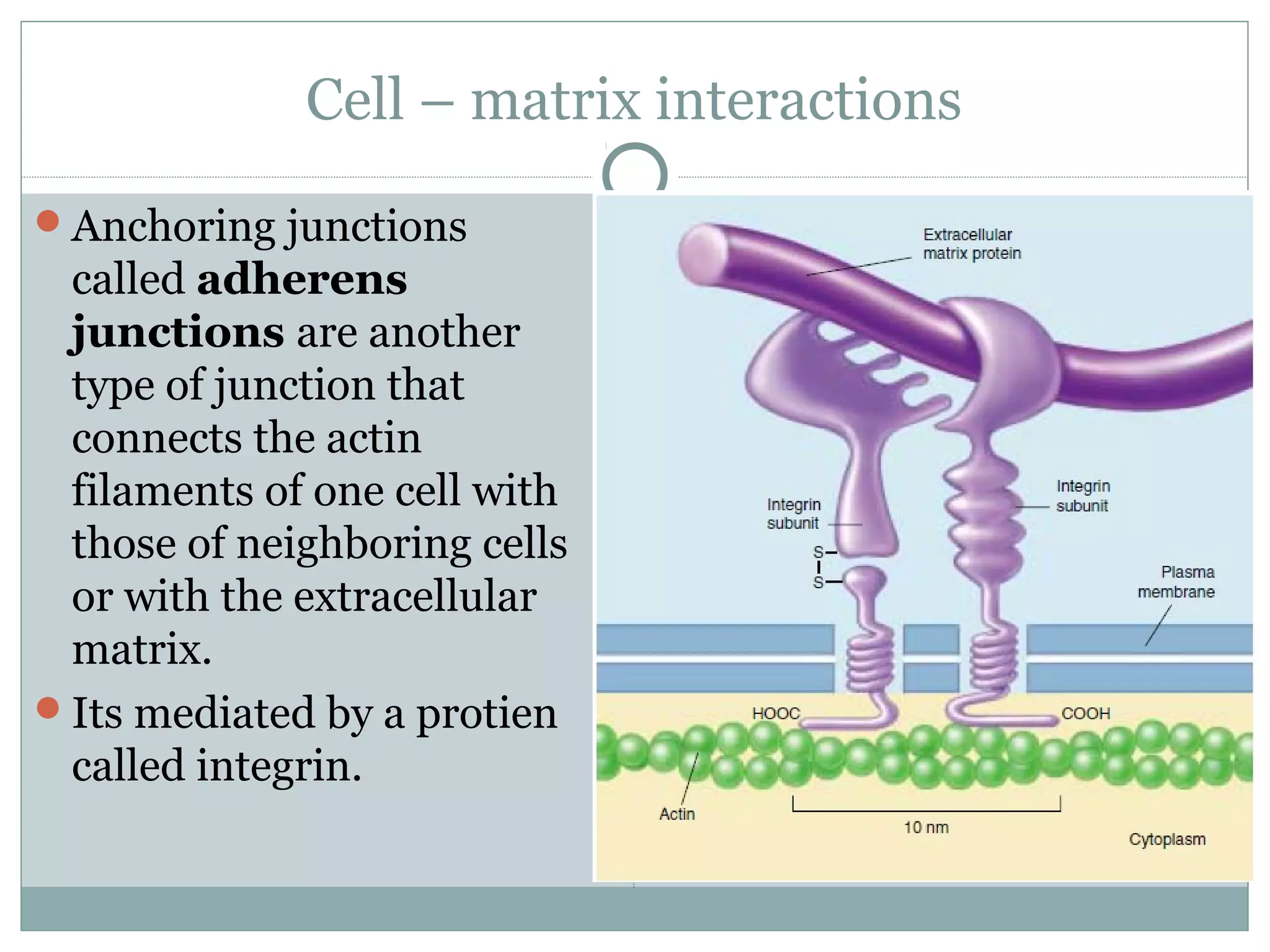 Cell – matrix interactions
Anchoring junctions
called adherens
junctions are another
type of junction that
connects the actin
filaments of one cell with
those of neighboring cells
or with the extracellular
matrix.
Its mediated by a protien
called integrin.
 