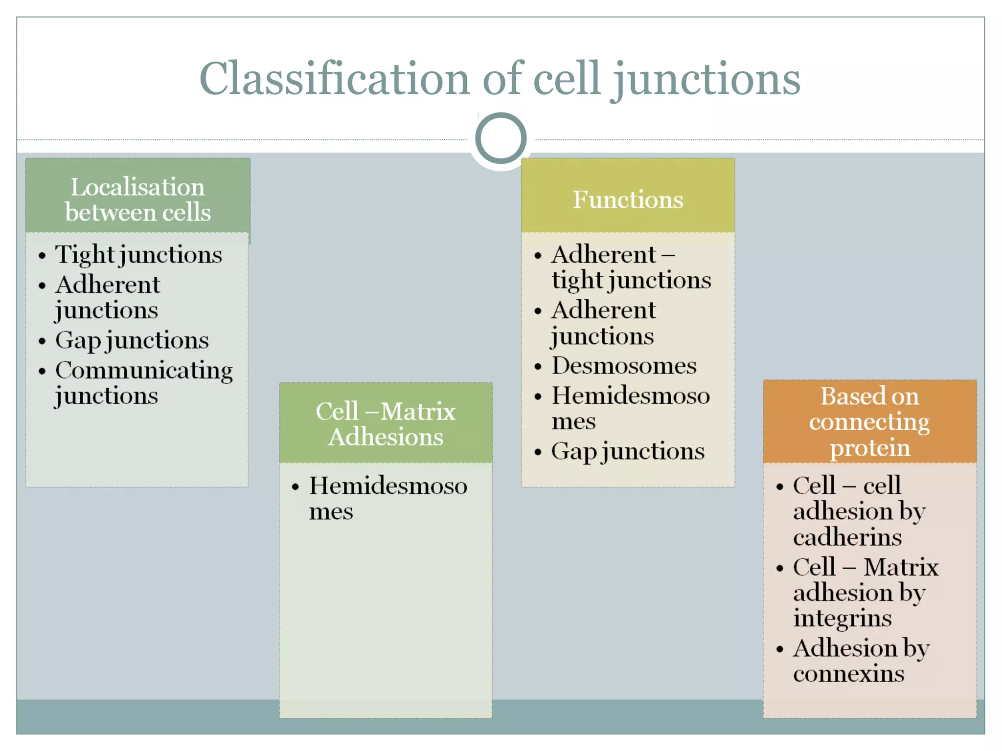 Classification of cell junctions
 