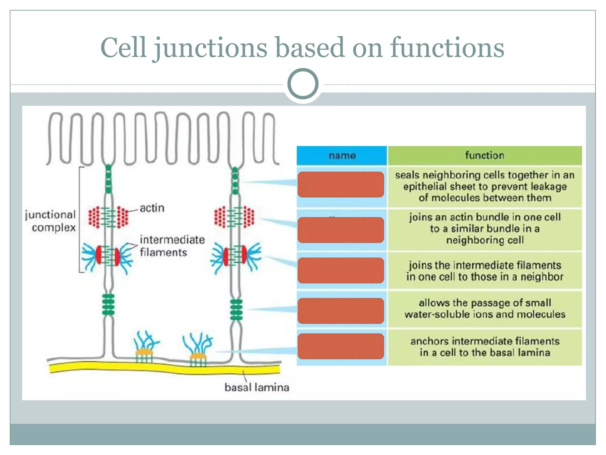 Cell junctions based on functions
 