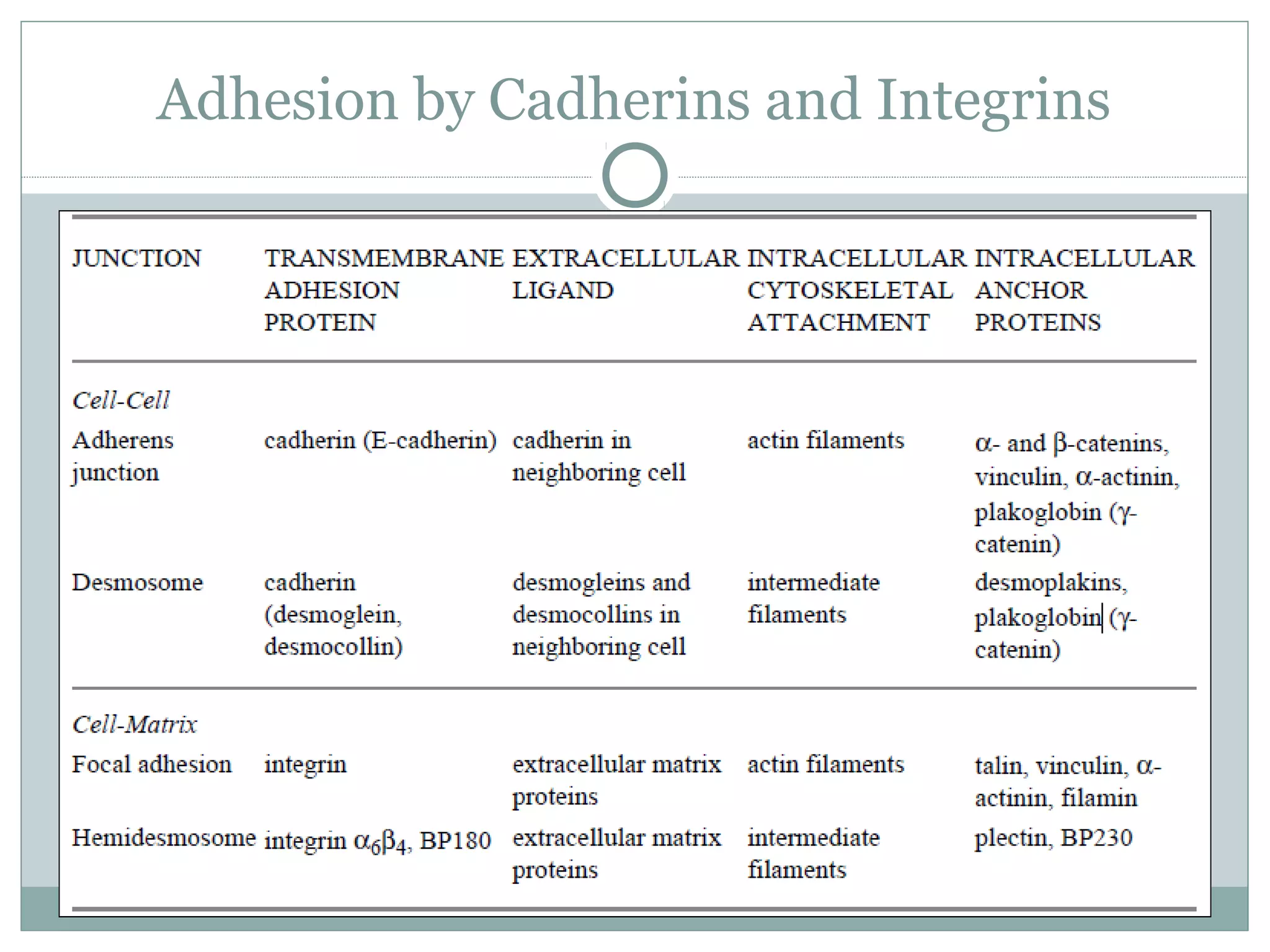 Adhesion by Cadherins and Integrins
 