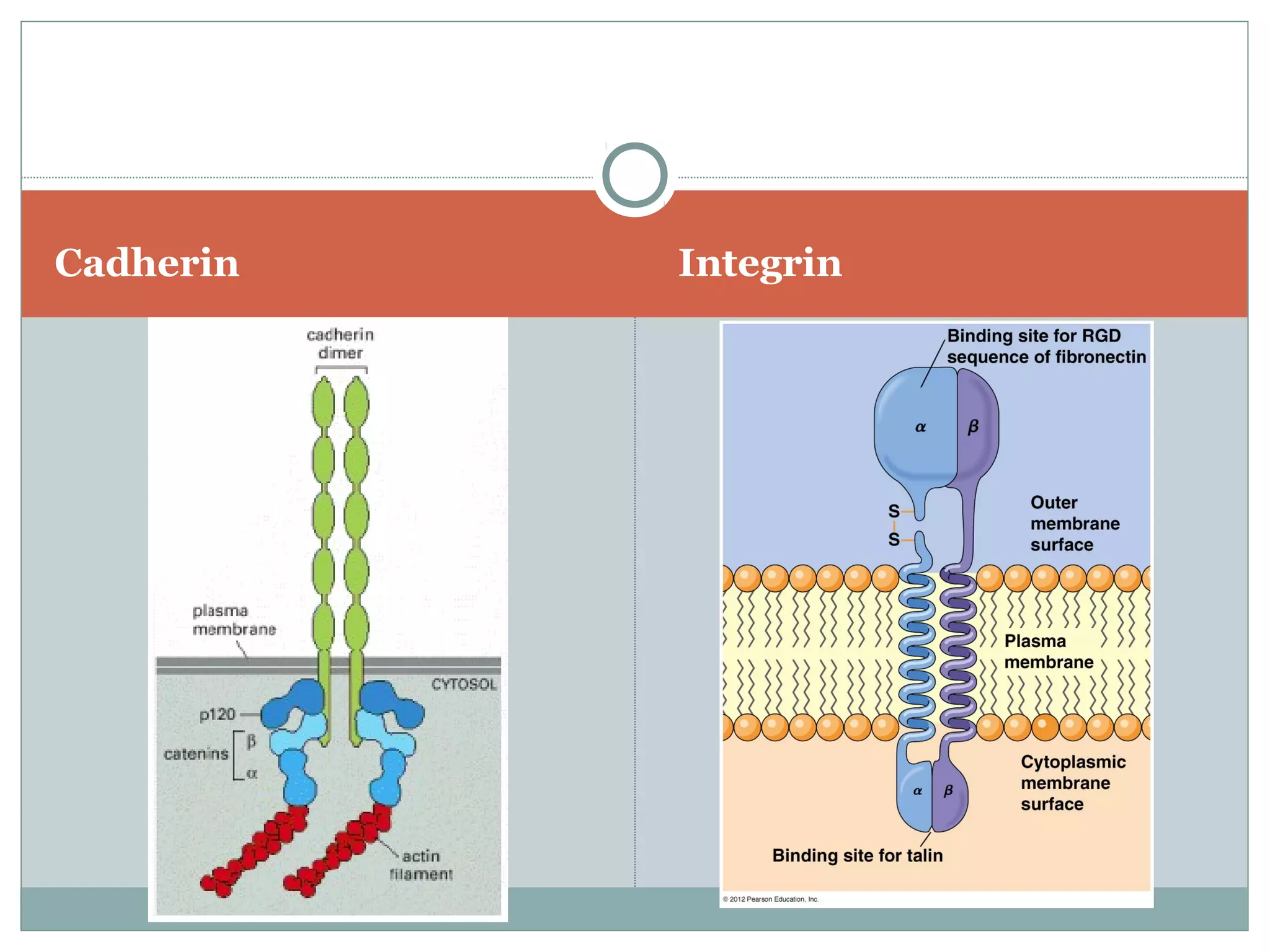 Cadherin Integrin
 