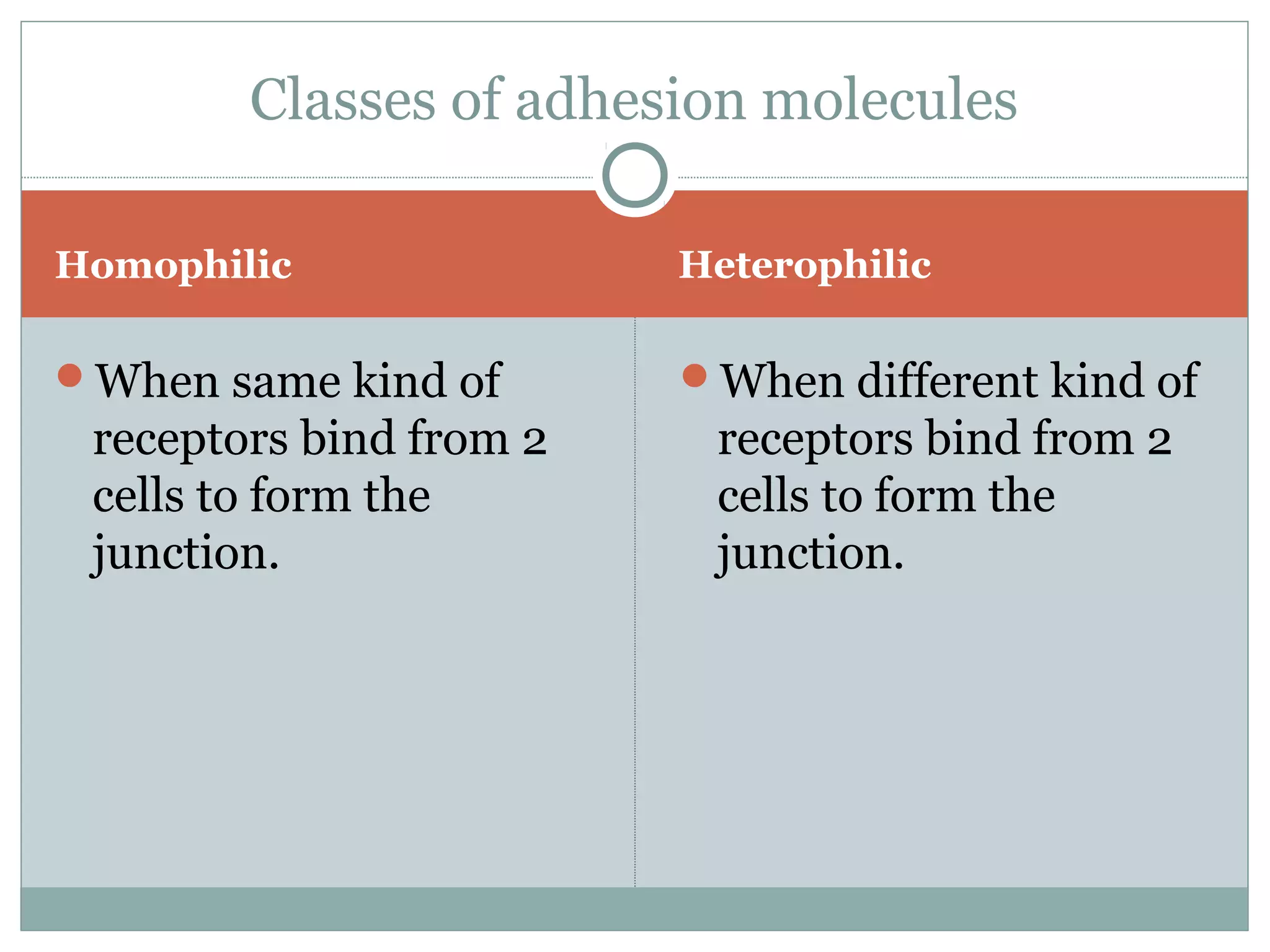 Homophilic Heterophilic
When same kind of
receptors bind from 2
cells to form the
junction.
When different kind of
receptors bind from 2
cells to form the
junction.
Classes of adhesion molecules
 