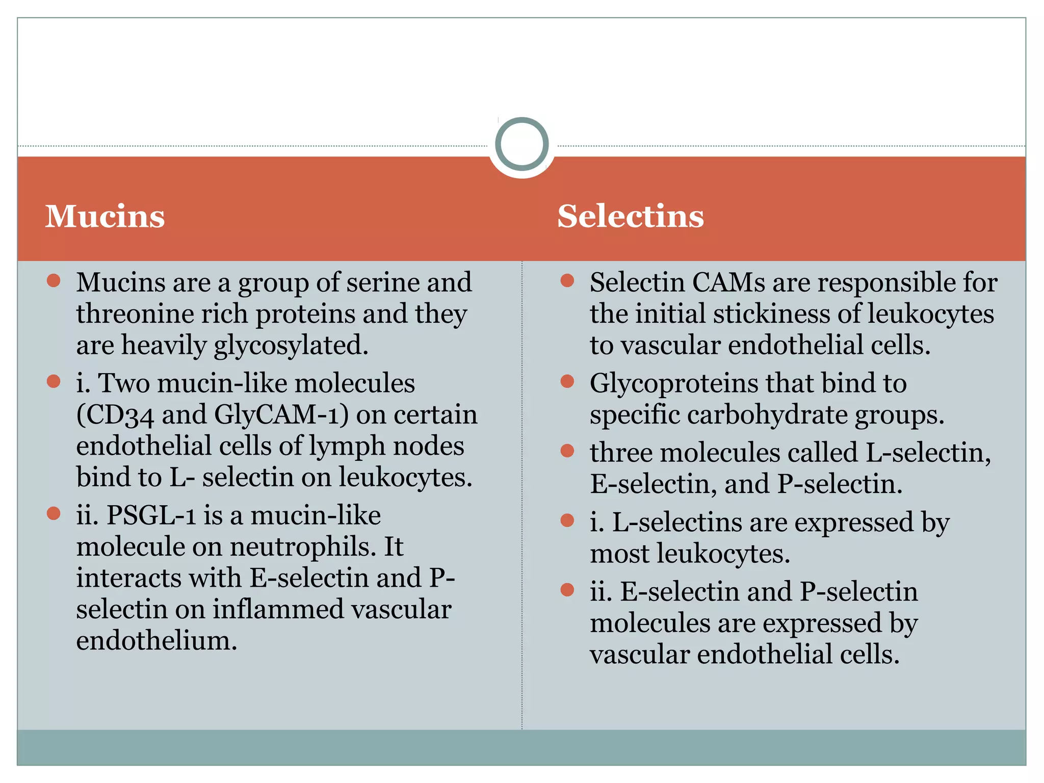 Mucins Selectins
 Mucins are a group of serine and
threonine rich proteins and they
are heavily glycosylated.
 i. Two mucin-like molecules
(CD34 and GlyCAM-1) on certain
endothelial cells of lymph nodes
bind to L- selectin on leukocytes.
 ii. PSGL-1 is a mucin-like
molecule on neutrophils. It
interacts with E-selectin and P-
selectin on inflammed vascular
endothelium.
 Selectin CAMs are responsible for
the initial stickiness of leukocytes
to vascular endothelial cells.
 Glycoproteins that bind to
specific carbohydrate groups.
 three molecules called L-selectin,
E-selectin, and P-selectin.
 i. L-selectins are expressed by
most leukocytes.
 ii. E-selectin and P-selectin
molecules are expressed by
vascular endothelial cells.
 
