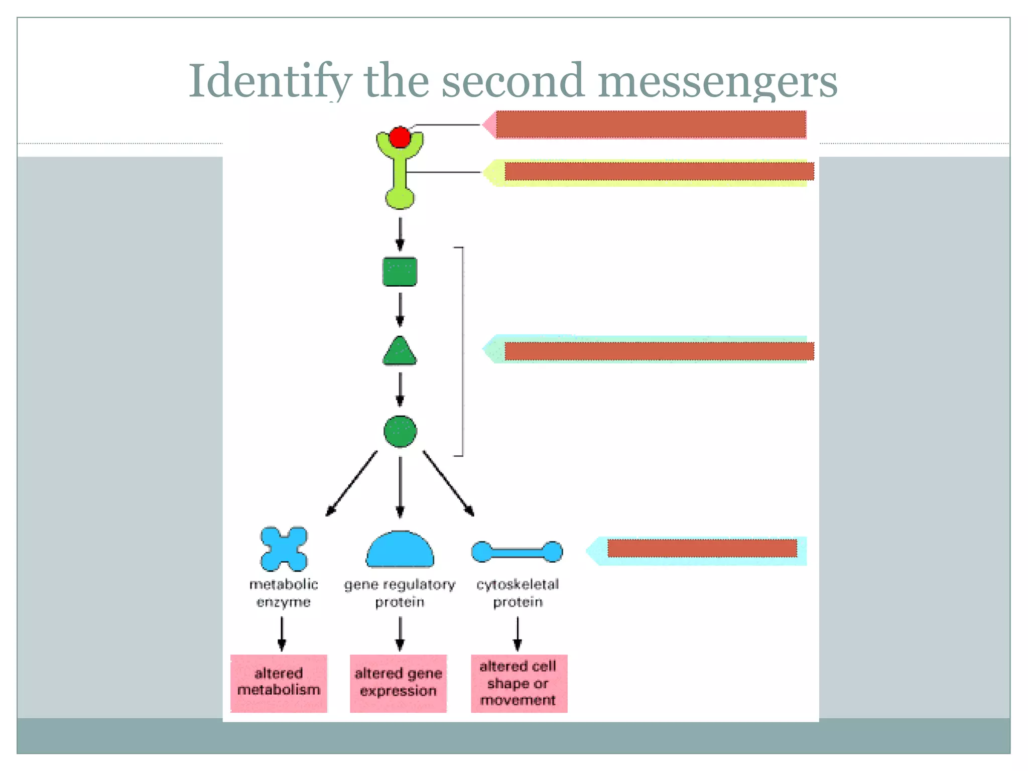 Identify the second messengers
 