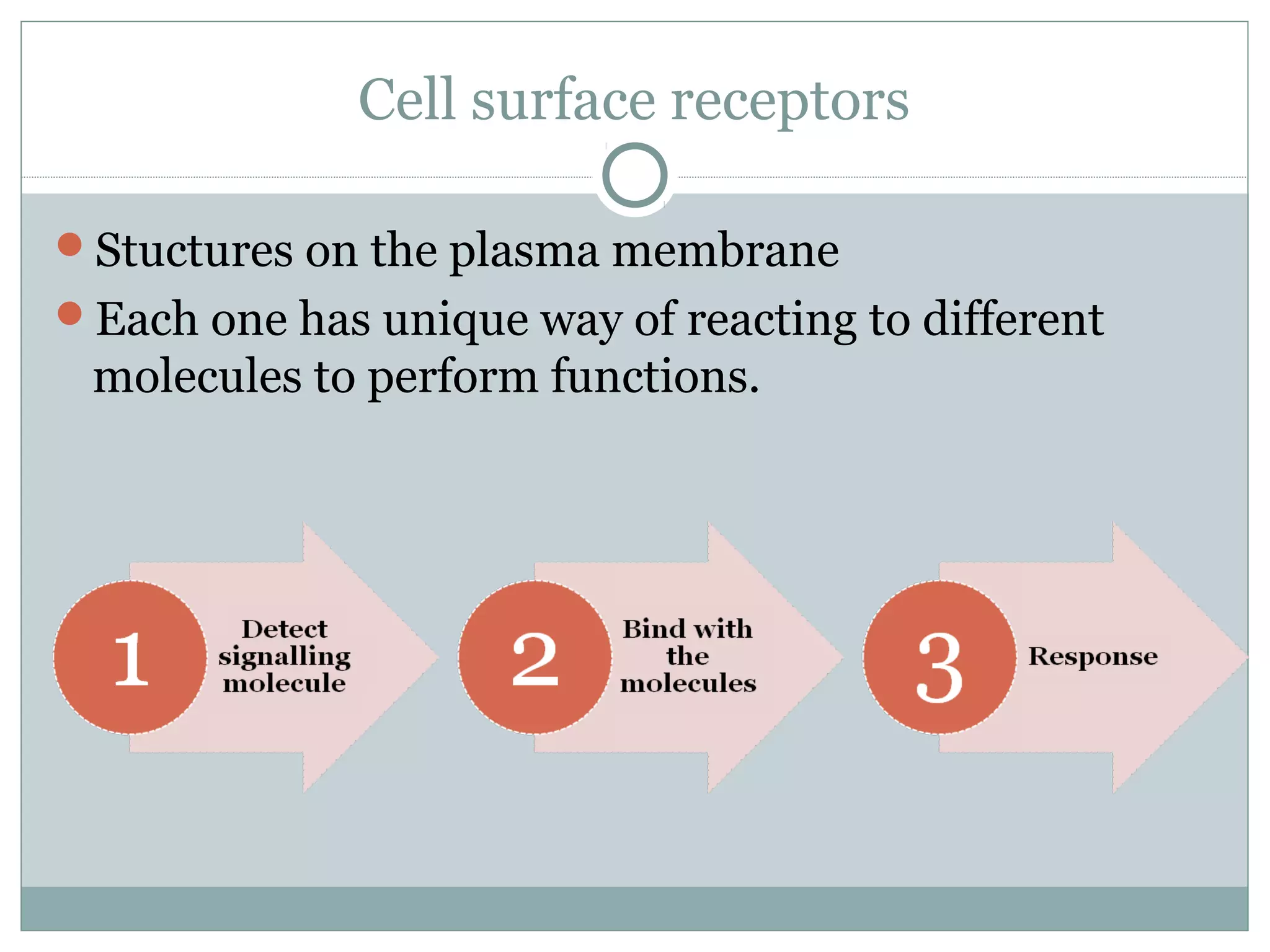 Cell surface receptors
Stuctures on the plasma membrane
Each one has unique way of reacting to different
molecules to perform functions.
 