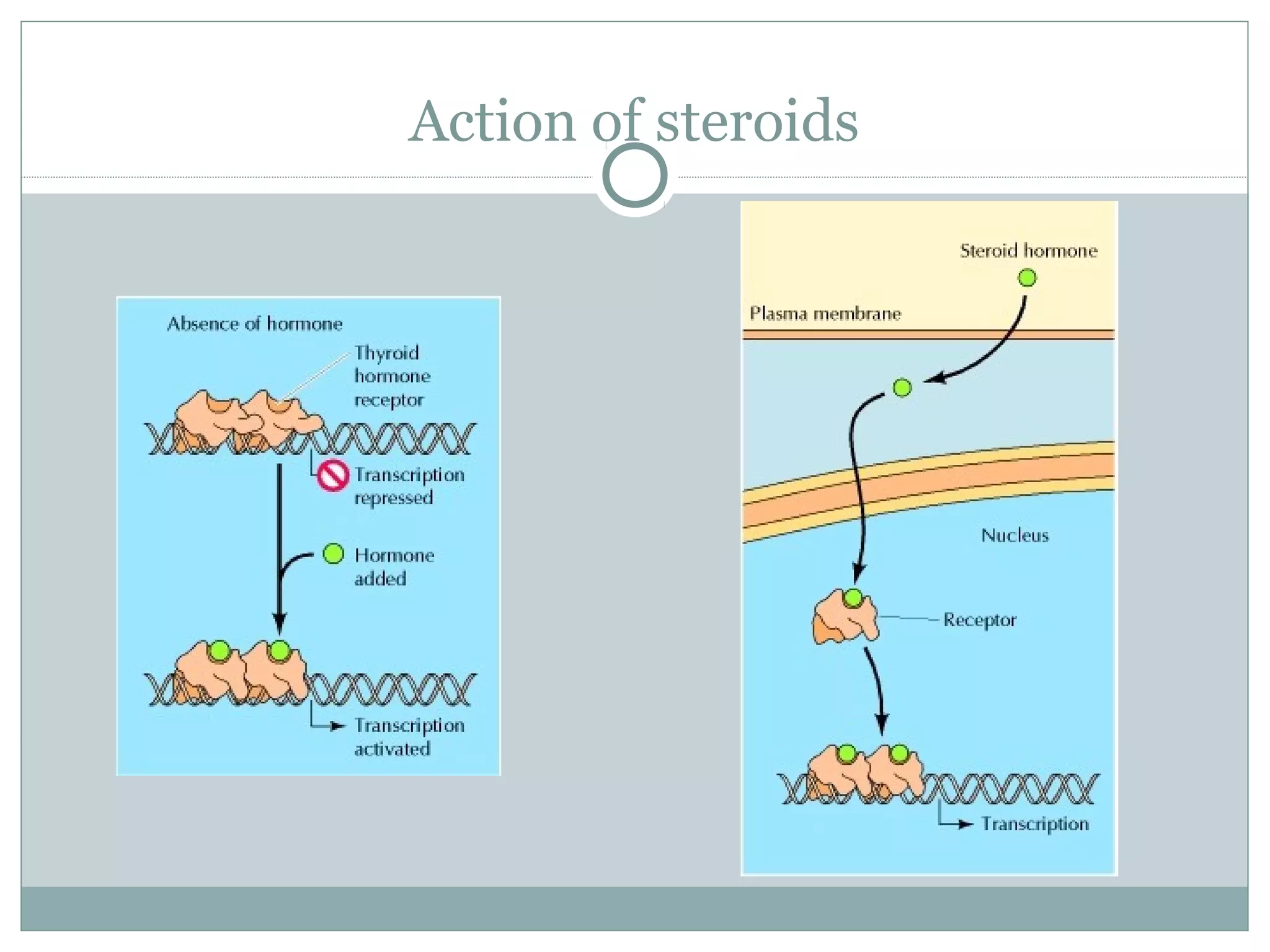 Action of steroids
 