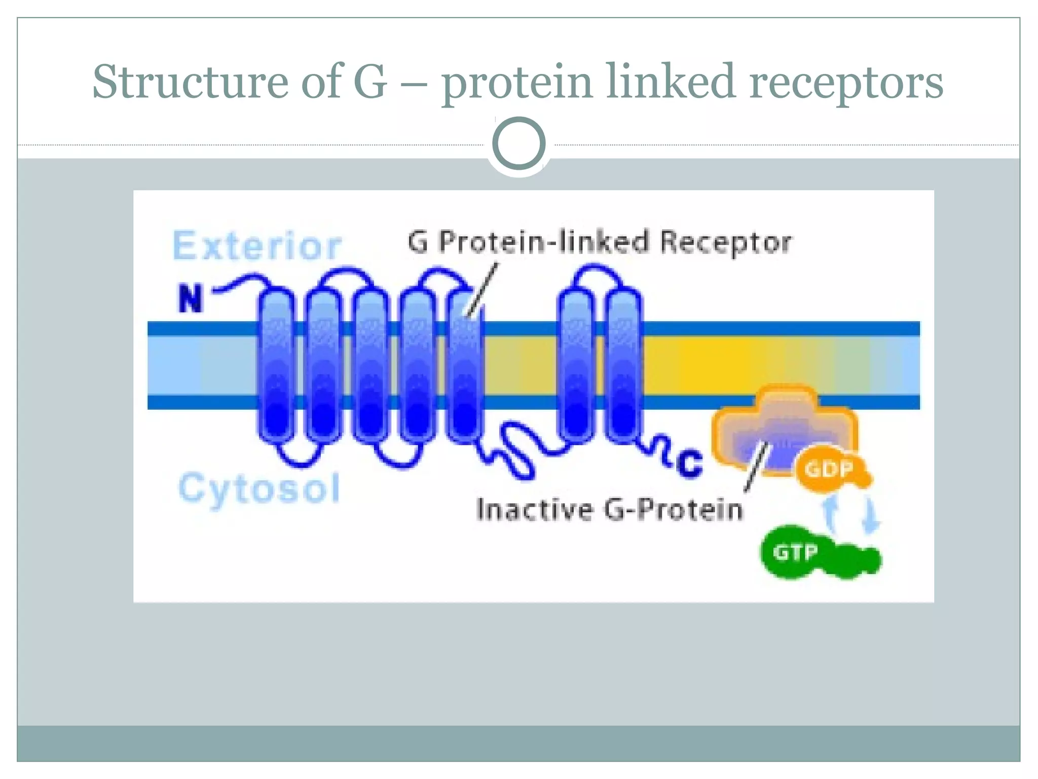Structure of G – protein linked receptors
 
