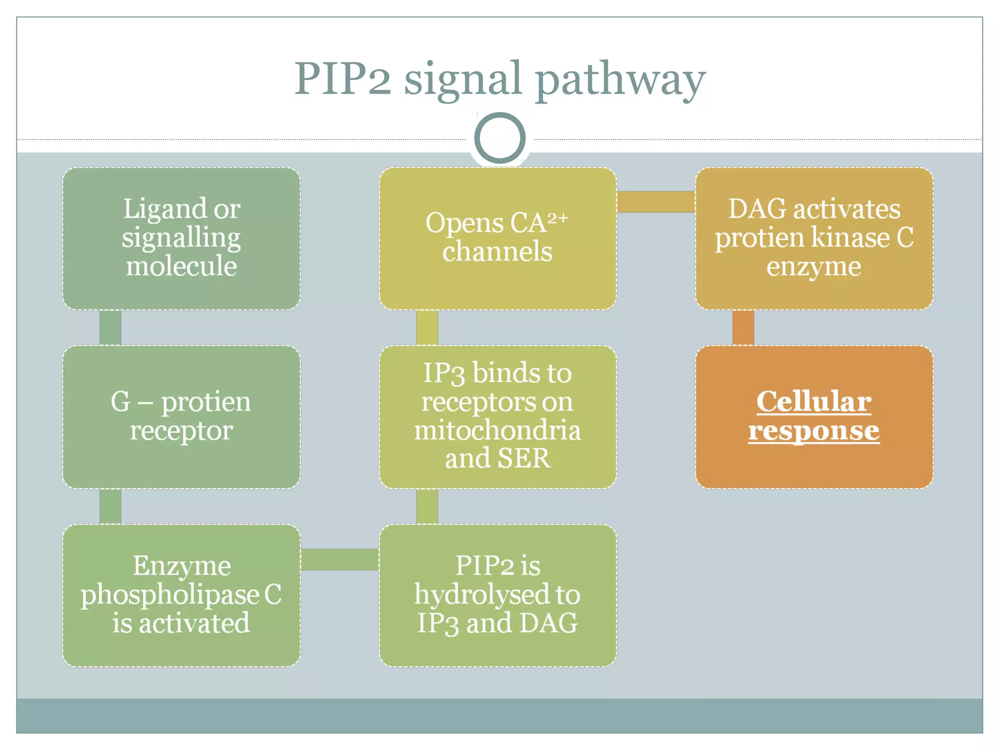 PIP2 signal pathway
 