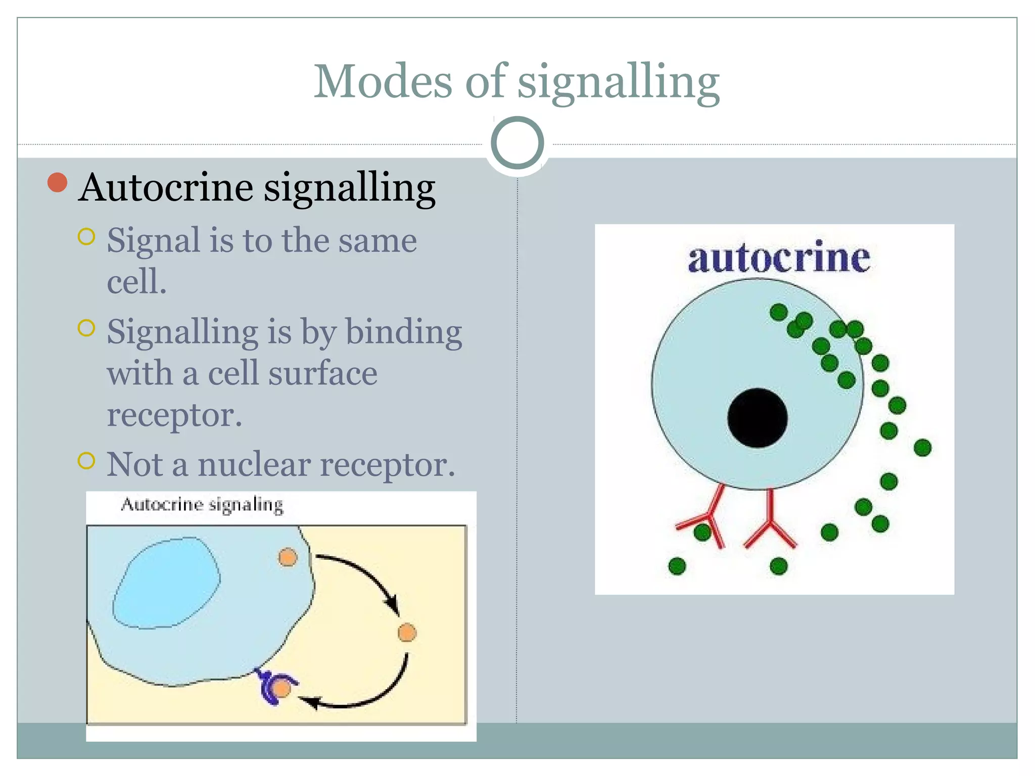Modes of signalling
Autocrine signalling
 Signal is to the same
cell.
 Signalling is by binding
with a cell surface
receptor.
 Not a nuclear receptor.
 