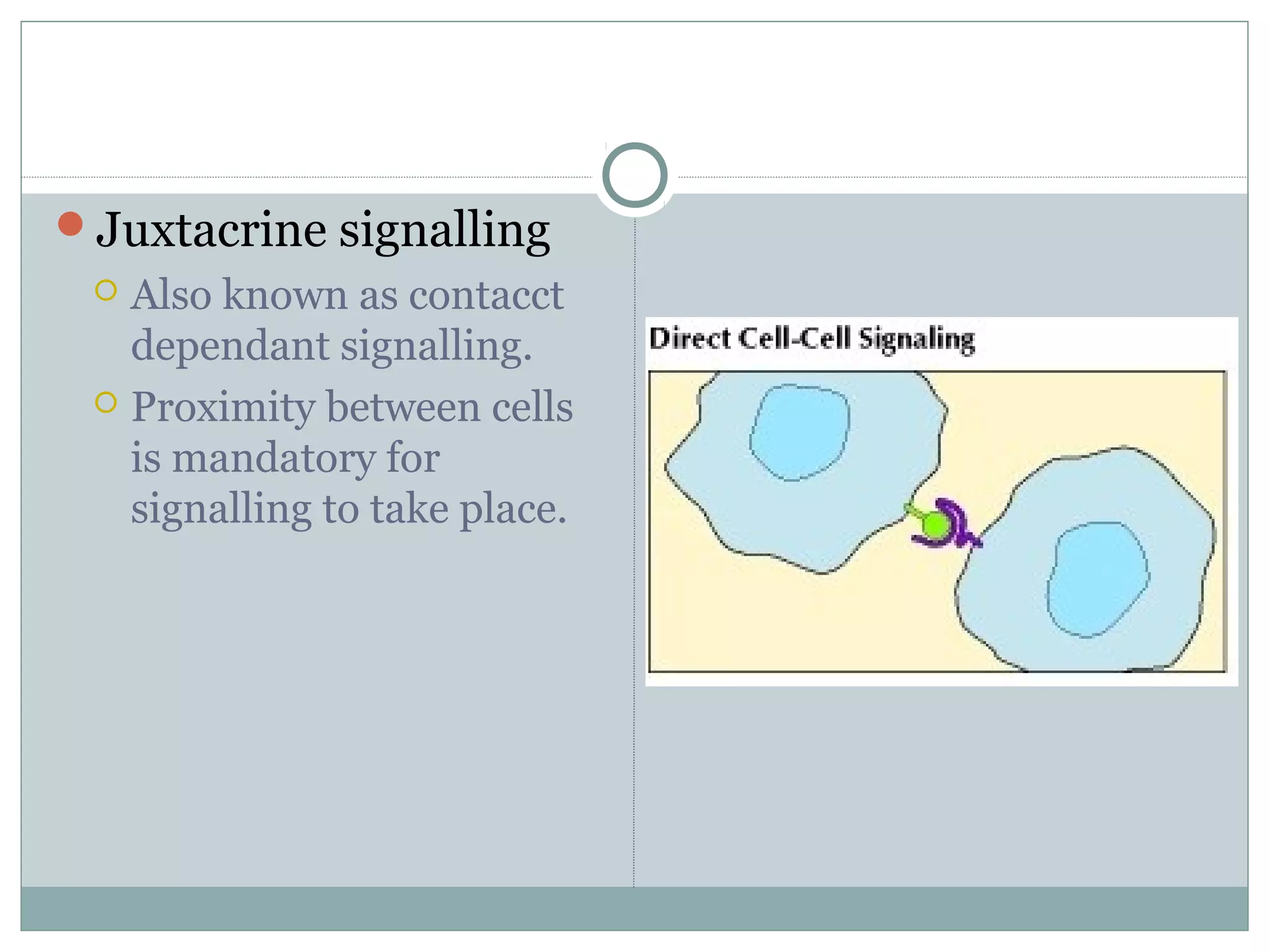 Juxtacrine signalling
 Also known as contacct
dependant signalling.
 Proximity between cells
is mandatory for
signalling to take place.
 