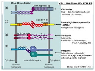 Cell surface receptors and signalling molecules | PPT
