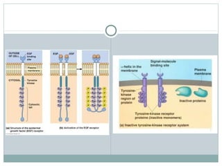 Cell surface receptors and signalling molecules | PPT