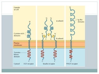 Cell surface receptors and signalling molecules | PPT