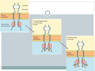 Cell surface receptors and signalling molecules | PPT