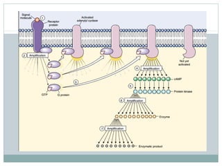 Cell surface receptors and signalling molecules | PPT