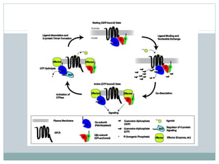 Cell surface receptors and signalling molecules | PPT