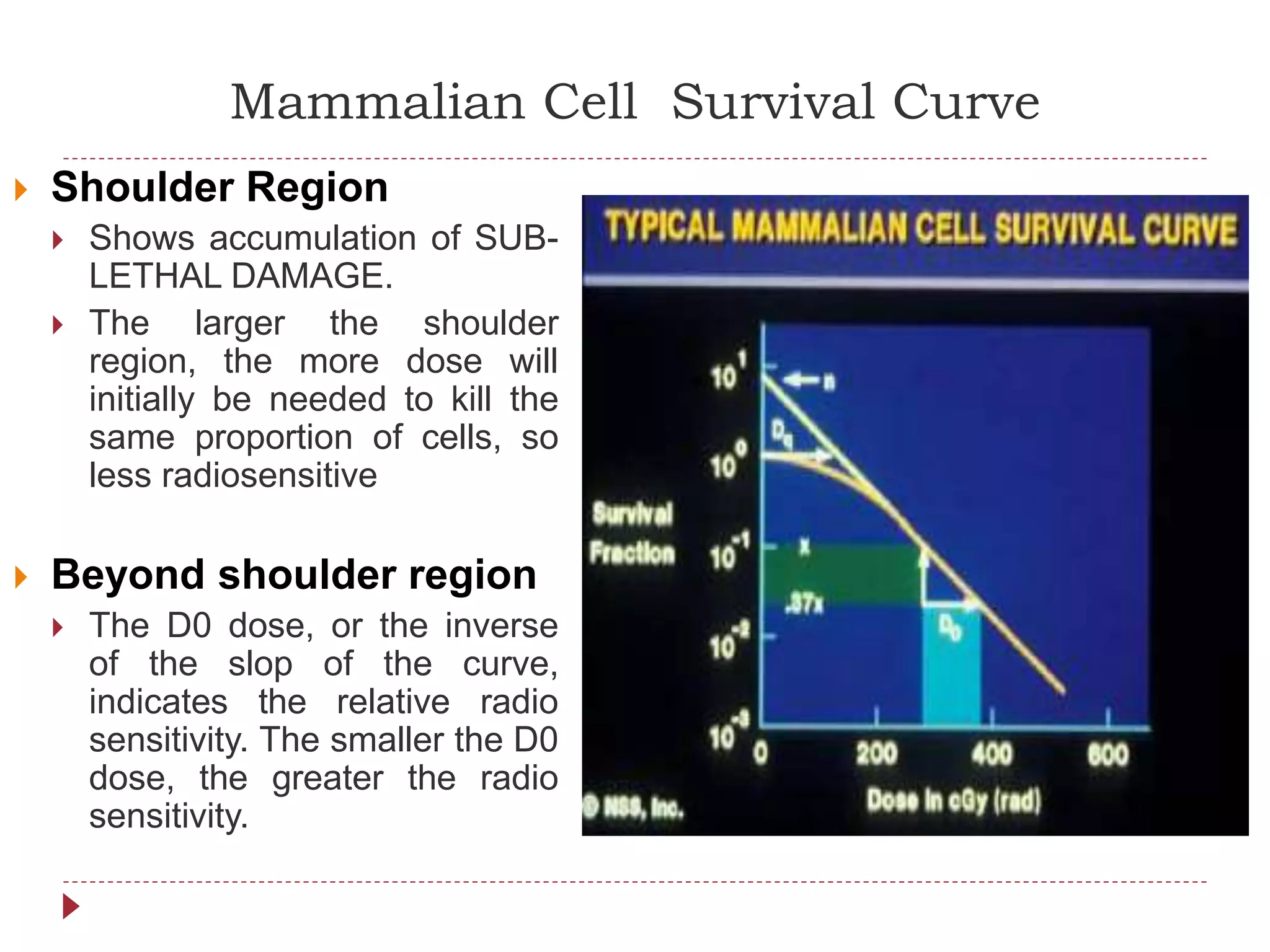 Mammalian Cell Survival Curve
 Shoulder Region
 Shows accumulation of SUB-
LETHAL DAMAGE.
 The larger the shoulder
region, the more dose will
initially be needed to kill the
same proportion of cells, so
less radiosensitive
 Beyond shoulder region
 The D0 dose, or the inverse
of the slop of the curve,
indicates the relative radio
sensitivity. The smaller the D0
dose, the greater the radio
sensitivity.
 