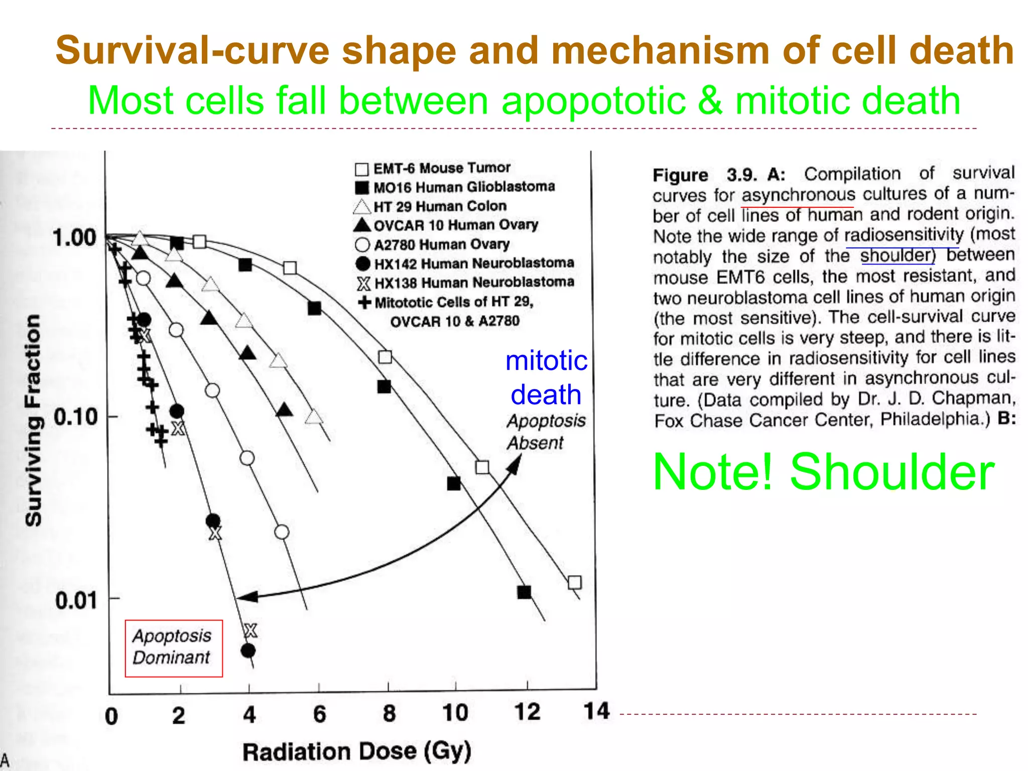 Survival-curve shape and mechanism of cell death
mitotic
death
Most cells fall between apopototic & mitotic death
Note! Shoulder
 