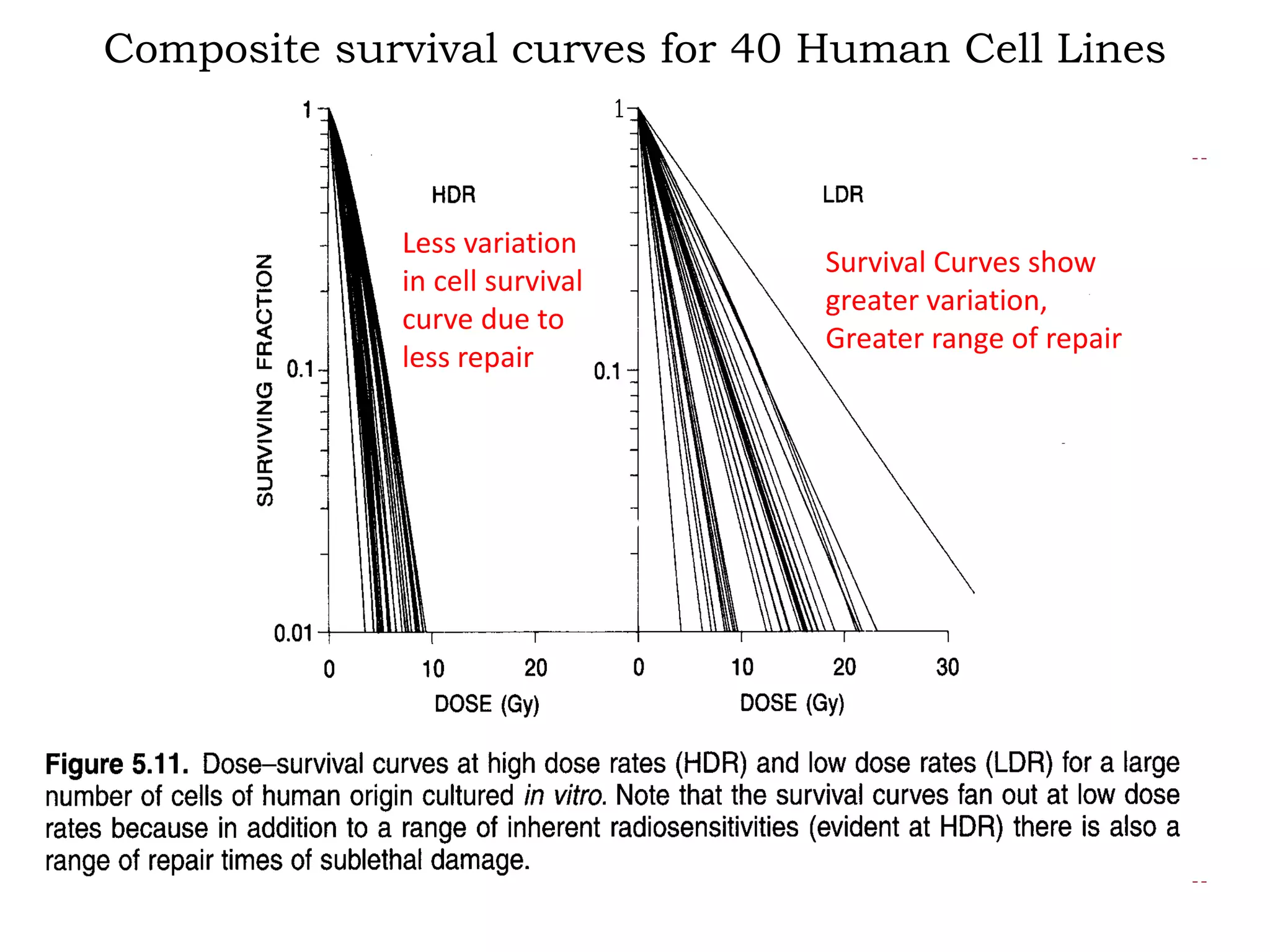 Composite survival curves for 40 Human Cell Lines
Survival Curves show
greater variation,
Greater range of repair
Less variation
in cell survival
curve due to
less repair
 