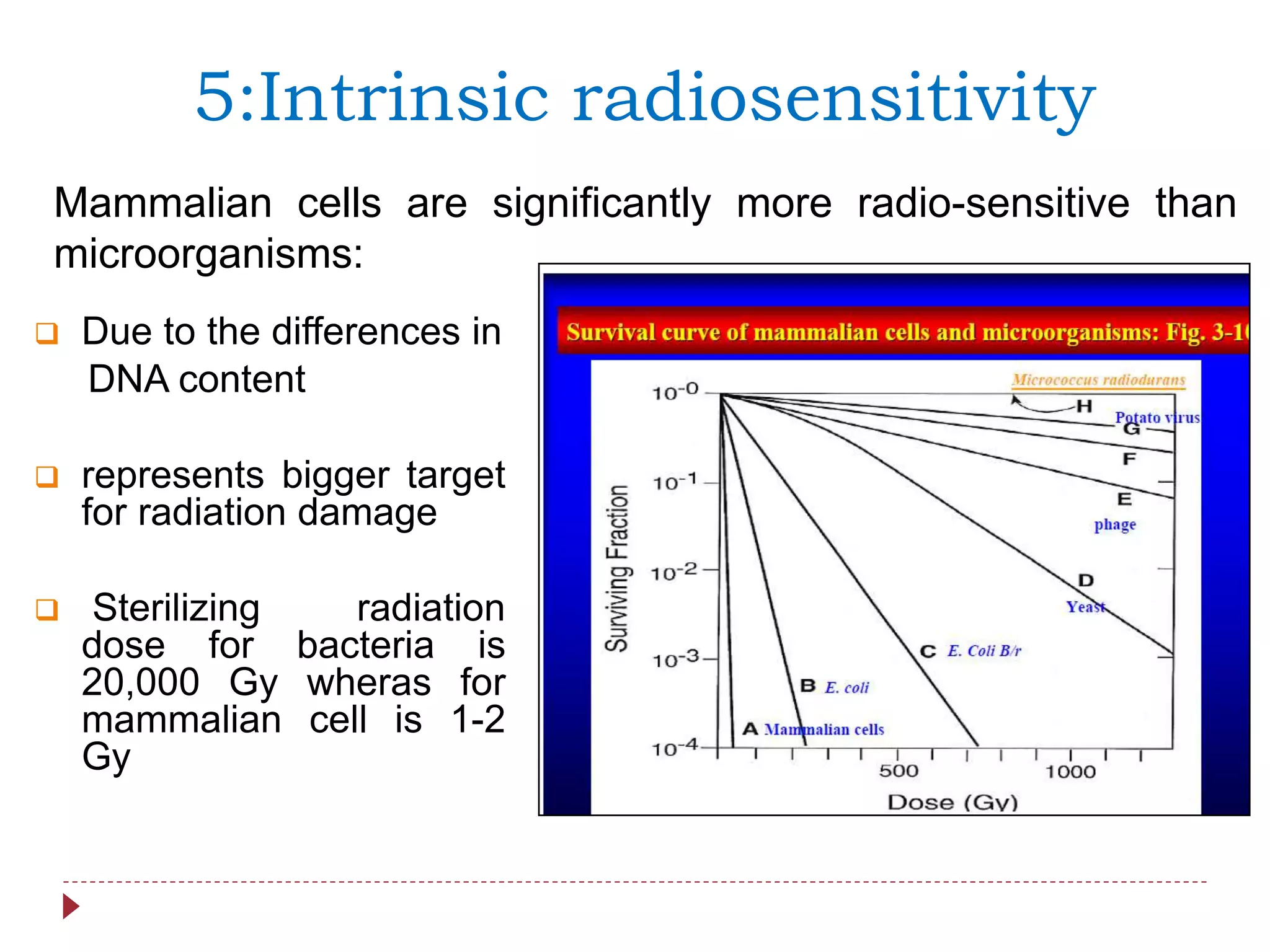 5:Intrinsic radiosensitivity
 Due to the differences in
DNA content
 represents bigger target
for radiation damage
 Sterilizing radiation
dose for bacteria is
20,000 Gy wheras for
mammalian cell is 1-2
Gy
Mammalian cells are significantly more radio-sensitive than
microorganisms:
 