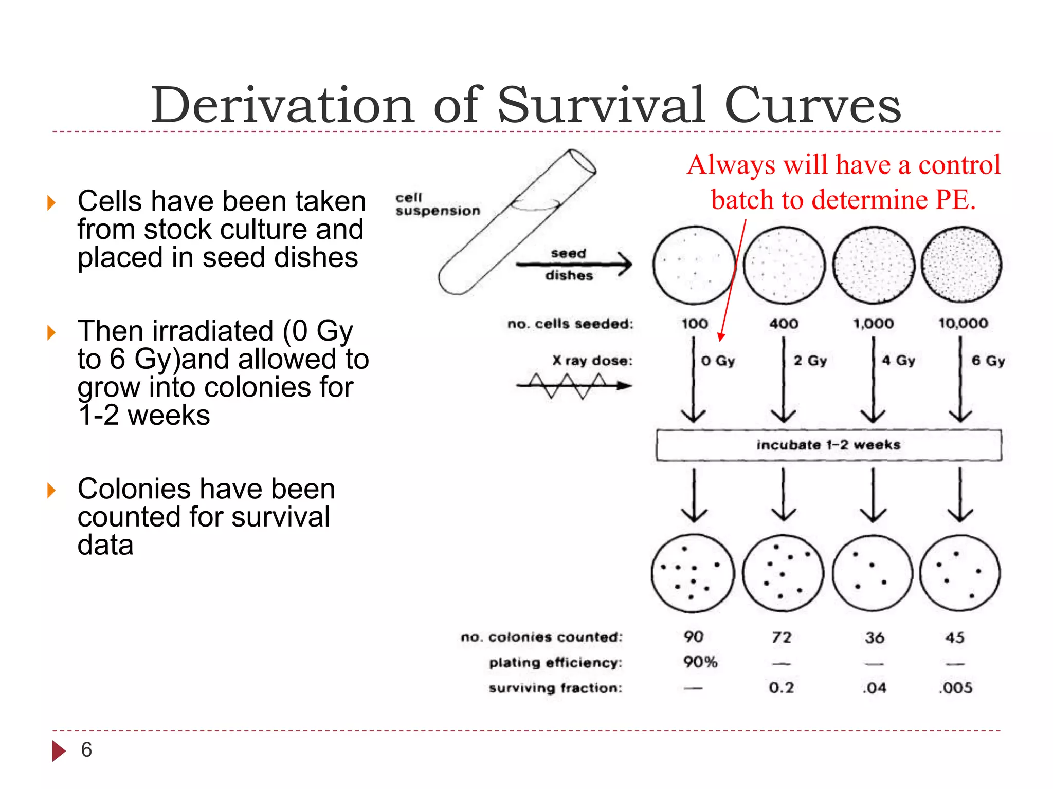 Derivation of Survival Curves
6
 Cells have been taken
from stock culture and
placed in seed dishes
 Then irradiated (0 Gy
to 6 Gy)and allowed to
grow into colonies for
1-2 weeks
 Colonies have been
counted for survival
data
Always will have a control
batch to determine PE.
 