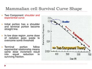 Mammalian Cell Survival Curve
 Shoulder Region
 Shows accumulation of SUB-
LETHAL DAMAGE.
 The larger the shoulder
regi...
