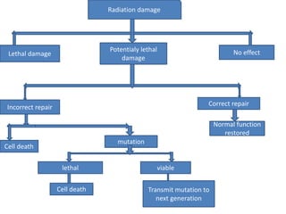 Radiation damage
Lethal damage
Potentialy lethal
damage
No effect
Incorrect repair
Correct repair
Normal function
restored
Cell death
mutation
lethal
Cell death
viable
Transmit mutation to
next generation
 