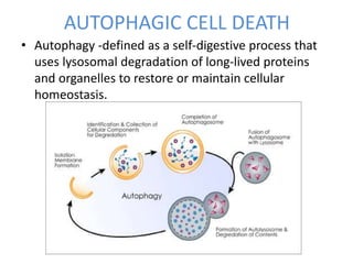Cell survival curves- Radiobiology | PPTX