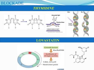 LOVASTATIN
THYMIDINE
BLOCKADE
 
