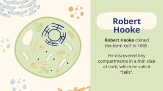 Robert Hooke coined
the term ‘cell’ in 1665.
He discovered tiny
compartments in a thin slice
of cork, which he called
“cells”.
Robert
Hooke
 