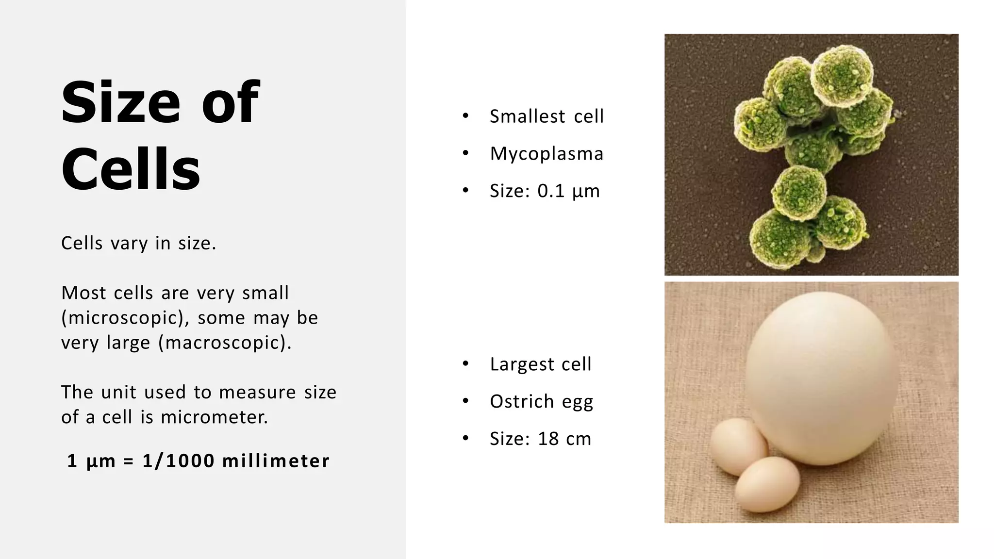 Size of
Cells
Cells vary in size.
Most cells are very small
(microscopic), some may be
very large (macroscopic).
The unit used to measure size
of a cell is micrometer.
• Smallest cell
• Mycoplasma
• Size: 0.1 µm
• Largest cell
• Ostrich egg
• Size: 18 cm
1 µm = 1/1000 millimeter
 