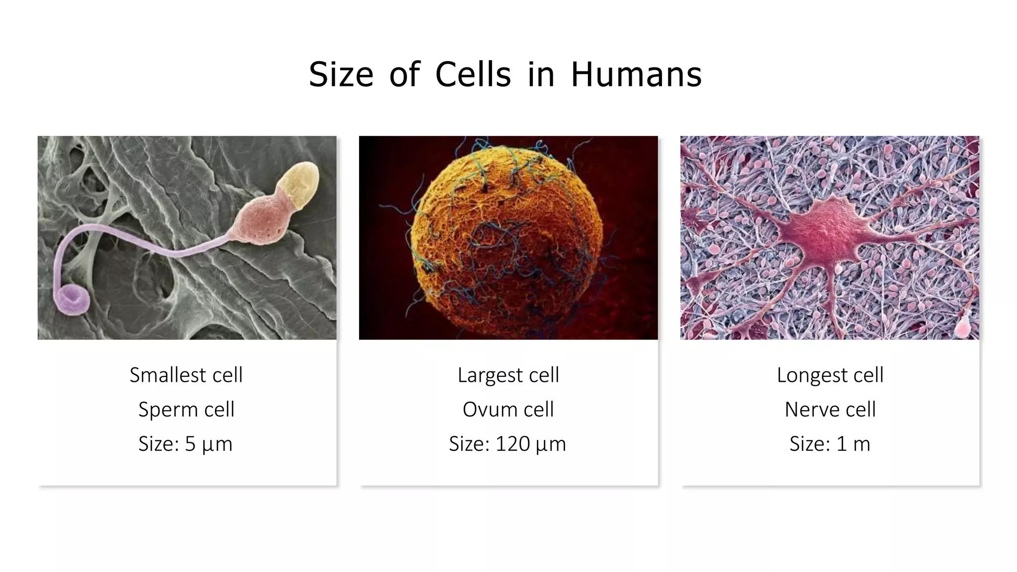 Size of Cells in Humans
Smallest cell
Sperm cell
Size: 5 µm
Largest cell
Ovum cell
Size: 120 µm
Longest cell
Nerve cell
Size: 1 m
 