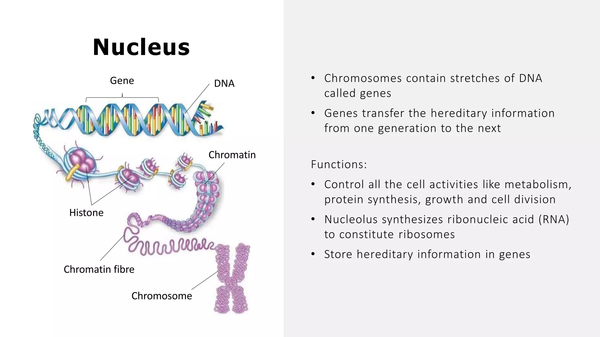 • Chromosomes contain stretches of DNA
called genes
• Genes transfer the hereditary information
from one generation to the next
Nucleus
Chromatin fibre
Chromosome
Chromatin
Histone
DNA
Gene
Functions:
• Control all the cell activities like metabolism,
protein synthesis, growth and cell division
• Nucleolus synthesizes ribonucleic acid (RNA)
to constitute ribosomes
• Store hereditary information in genes
 