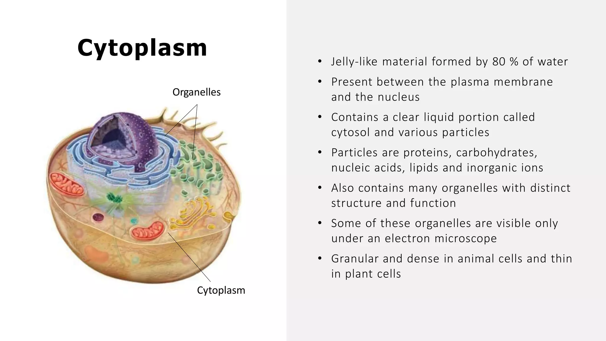 • Jelly-like material formed by 80 % of water
• Present between the plasma membrane
and the nucleus
• Contains a clear liquid portion called
cytosol and various particles
• Particles are proteins, carbohydrates,
nucleic acids, lipids and inorganic ions
• Also contains many organelles with distinct
structure and function
• Some of these organelles are visible only
under an electron microscope
• Granular and dense in animal cells and thin
in plant cells
Cytoplasm
Organelles
Cytoplasm
 