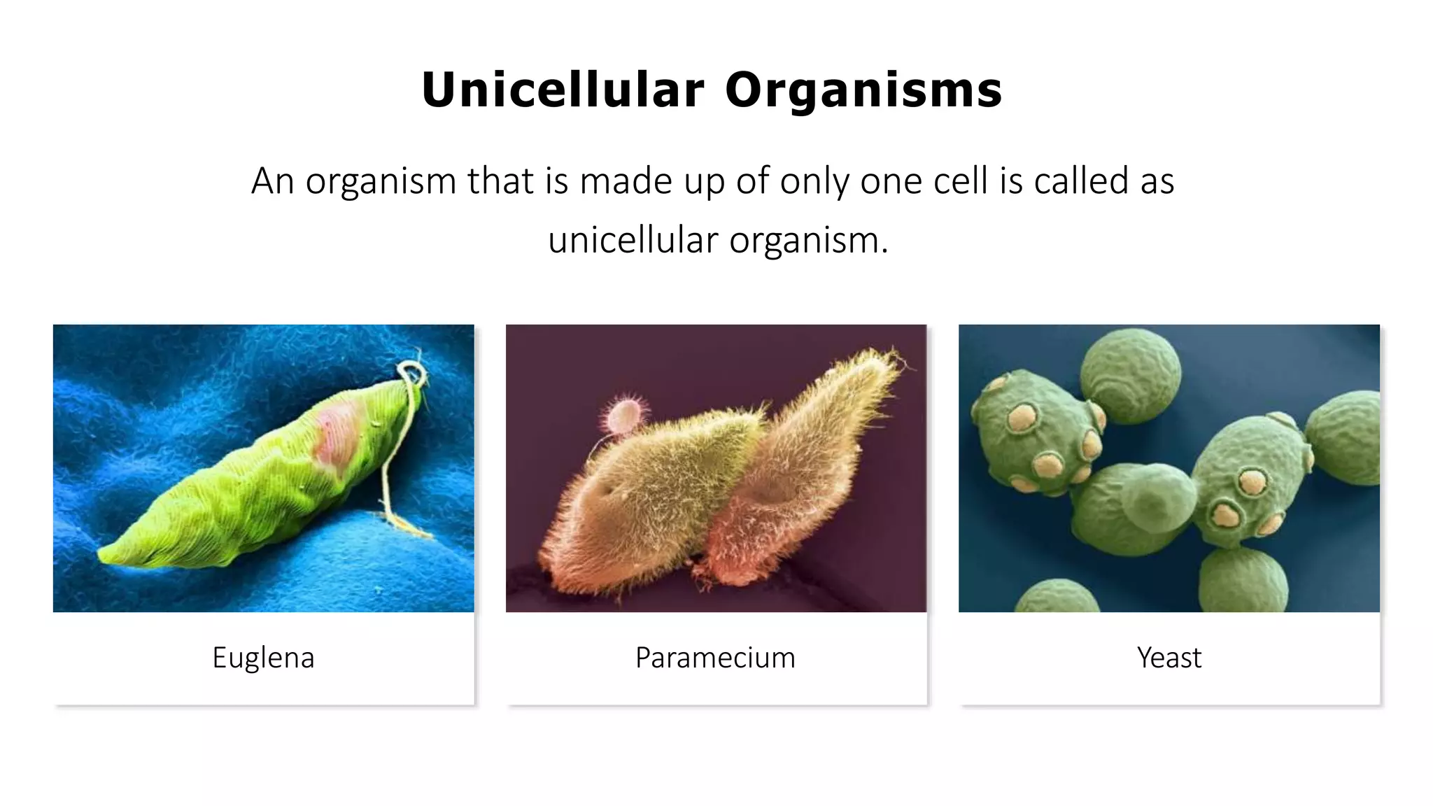 Unicellular Organisms
An organism that is made up of only one cell is called as
unicellular organism.
Euglena Paramecium Yeast
 