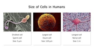 Size of Cells in Humans
Smallest cell
Sperm cell
Size: 5 µm
Largest cell
Ovum cell
Size: 120 µm
Longest cell
Nerve cell
Size: 1 m
 