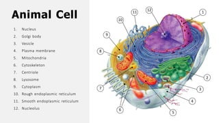 1
2
3
4
5
7
8
9
10
11
12
Animal Cell
1. Nucleus
2. Golgi body
3. Vesicle
4. Plasma membrane
5. Mitochondria
6. Cytoskeleton
7. Centriole
8. Lysosome
9. Cytoplasm
10. Rough endoplasmic reticulum
11. Smooth endoplasmic reticulum
12. Nucleolus 6
 