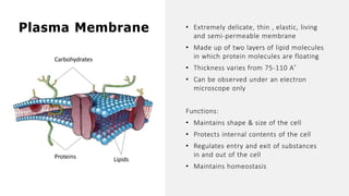 Plasma Membrane
Carbohydrates
Proteins Lipids
• Extremely delicate, thin , elastic, living
and semi-permeable membrane
• Made up of two layers of lipid molecules
in which protein molecules are floating
• Thickness varies from 75-110 A˚
• Can be observed under an electron
microscope only
Functions:
• Maintains shape & size of the cell
• Protects internal contents of the cell
• Regulates entry and exit of substances
in and out of the cell
• Maintains homeostasis
 