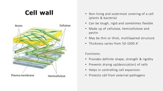 Cell wall
Cellulose
Plasma membrane Hemicellulose
• Non-living and outermost covering of a cell
(plants & bacteria)
• Can be tough, rigid and sometimes flexible
• Made up of cellulose, hemicellulose and
pectin
• May be thin or thick, multilayered structure
• Thickness varies from 50-1000 A˚
Pectin
Functions:
• Provides definite shape, strength & rigidity
• Prevents drying up(desiccation) of cells
• Helps in controlling cell expansion
• Protects cell from external pathogens
 