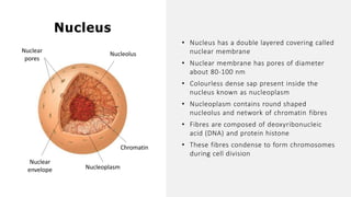 Nucleus
Nucleolus
Chromatin
Nucleoplasm
Nuclear
envelope
Nuclear
pores
• Nucleus has a double layered covering called
nuclear membrane
• Nuclear membrane has pores of diameter
about 80-100 nm
• Colourless dense sap present inside the
nucleus known as nucleoplasm
• Nucleoplasm contains round shaped
nucleolus and network of chromatin fibres
• Fibres are composed of deoxyribonucleic
acid (DNA) and protein histone
• These fibres condense to form chromosomes
during cell division
 