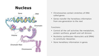 • Chromosomes contain stretches of DNA
called genes
• Genes transfer the hereditary information
from one generation to the next
Nucleus
Chromatin fibre
Chromosome
Chromatin
Histone
DNA
Gene
Functions:
• Control all the cell activities like metabolism,
protein synthesis, growth and cell division
• Nucleolus synthesizes ribonucleic acid (RNA)
to constitute ribosomes
• Store hereditary information in genes
 