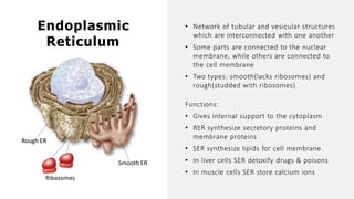 Endoplasmic
Reticulum
Rough ER
Ribosomes
• Network of tubular and vesicular structures
which are interconnected with one another
• Some parts are connected to the nuclear
membrane, while others are connected to
the cell membrane
• Two types: smooth(lacks ribosomes) and
rough(studded with ribosomes)
Functions:
• Gives internal support to the cytoplasm
• RER synthesize secretory proteins and
membrane proteins
• SER synthesize lipids for cell membrane
• In liver cells SER detoxify drugs & poisons
• In muscle cells SER store calcium ions
Smooth ER
 