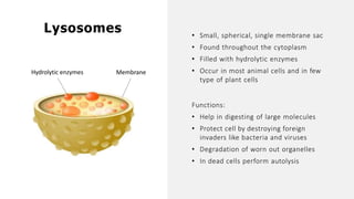 • Small, spherical, single membrane sac
• Found throughout the cytoplasm
• Filled with hydrolytic enzymes
• Occur in most animal cells and in few
type of plant cells
Functions:
• Help in digesting of large molecules
• Protect cell by destroying foreign
invaders like bacteria and viruses
• Degradation of worn out organelles
• In dead cells perform autolysis
Lysosomes
Membrane
Hydrolytic enzymes
 
