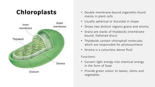 • Double membrane-bound organelles found
mainly in plant cells
• Usually spherical or discoidal in shape
• Shows two distinct regions-grana and stroma
• Grana are stacks of thylakoids (membrane-
bound, flattened discs)
• Thylakoids contain chlorophyll molecules
which are responsible for photosynthesis
• Stroma is a colourless dense fluid
Functions:
• Convert light energy into chemical energy
in the form of food
• Provide green colour to leaves, stems and
vegetables
Chloroplasts
Stroma
Granum
Inner
membrane
Outer
membrane
Thylakoid
 