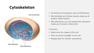 • Formed by microtubules and microfilaments
• Microtubules are hollow tubules made up of
protein called tubulin
• Microfilaments are rod shaped thin filaments
made up of protein called actin
Functions:
• Determine the shape of the cell
• Give structural strength to the cell
• Responsible for cellular movements
Cytoskeleton
Cell membrane
Microtubules
Microfilaments
 
